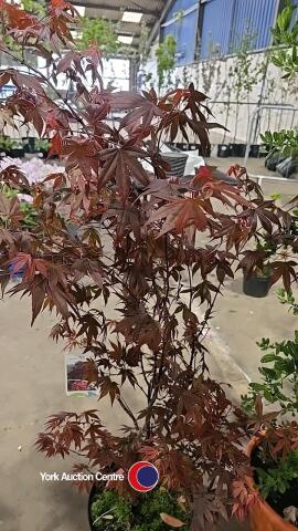 Acer Atropurpureum, container grown
