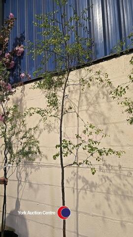 Silver Birch, container grown