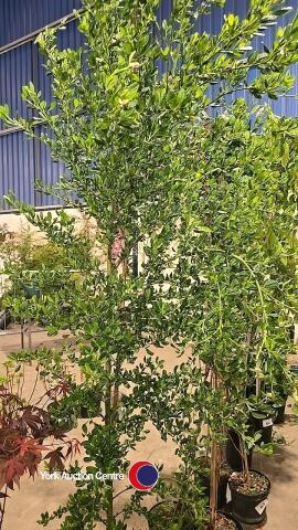 Ceanothus Victoria