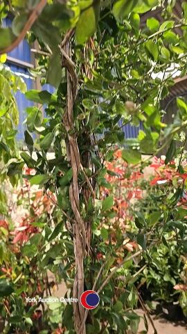2 x Honeysuckle climbers