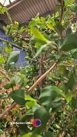 2 x Honeysuckle climbers - 2
