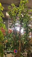 2 x Honeysuckle climbers