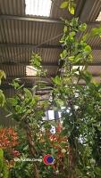 2 x Honeysuckle climbers - 2
