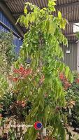 Wisteria Caroline - 2