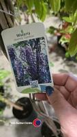 Wisteria Caroline - 3