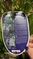 Wisteria Prolific - 3