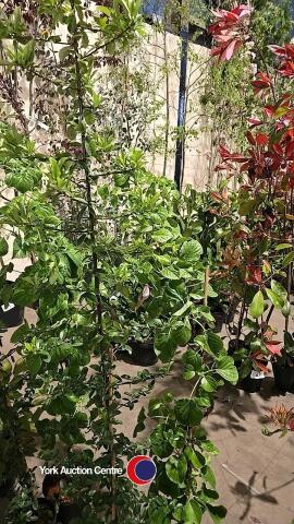1 x climbing Hydrangea and 1 x Pyracanthia