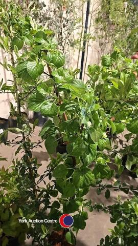 1 x climbing Hydrangea and 1 x Pyracanthia
