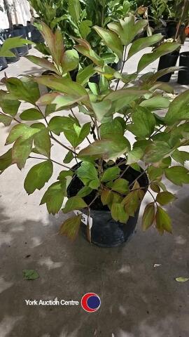 Tree peony