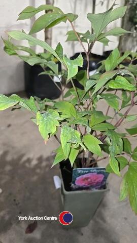 Tree peony