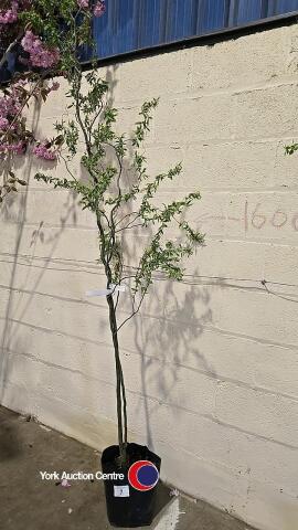 Salix Contorta twisted willow, container grown