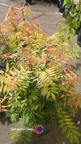 3 x Sorbaria Sem