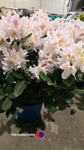 Rhododendron budded