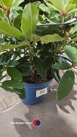 Rhododendron budded