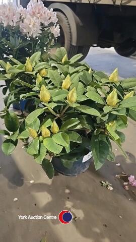 Rhododendron budded