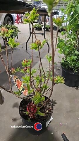 Azalia Mollis