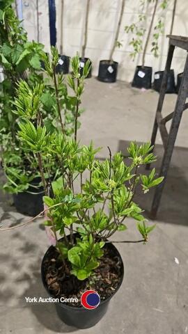 Azalia Mollis