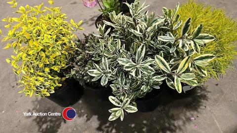 4 x Mixed shrubs