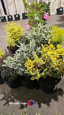 4 x Mixed shrubs