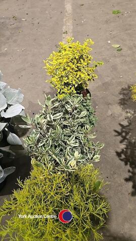 4 x Mixed shrubs