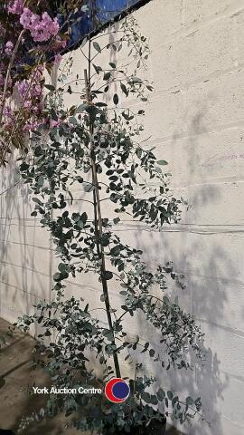 Eucalyptus Gunnii, container grown