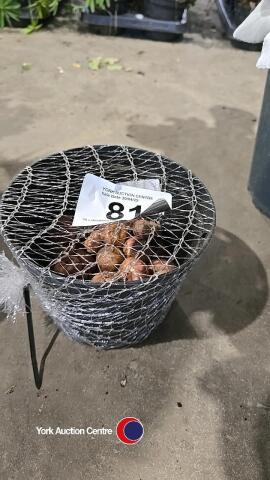 50 x Gladiolus bulbs