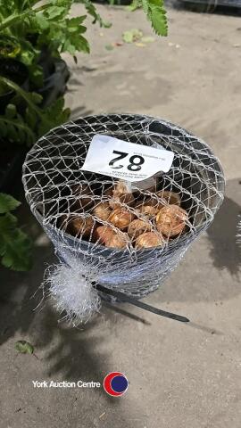 50 x Gladiolus bulbs