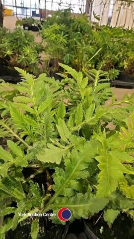 8 x Oriental poppy perennial