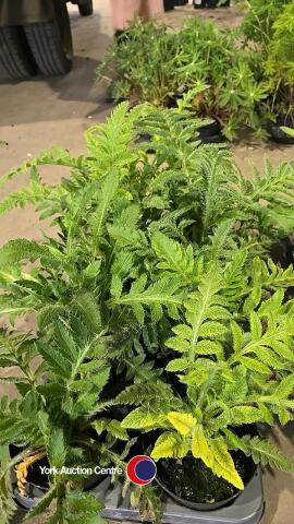 8 x Oriental poppy perennial