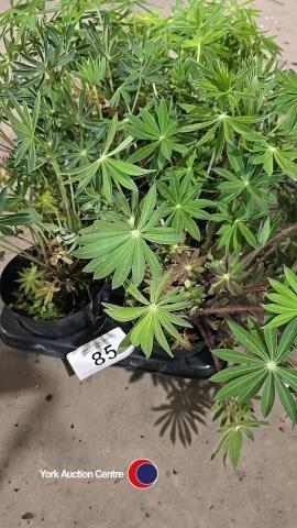 8 x Lupin mixed