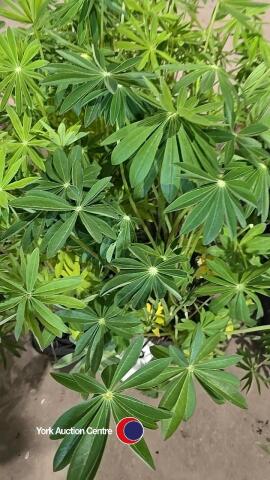 8 x Lupin mixed