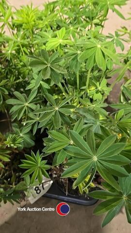 8 x Lupin mixed