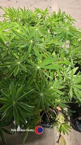 8 x Lupin mixed