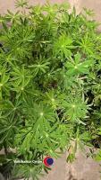 8 x Lupin mixed - 2