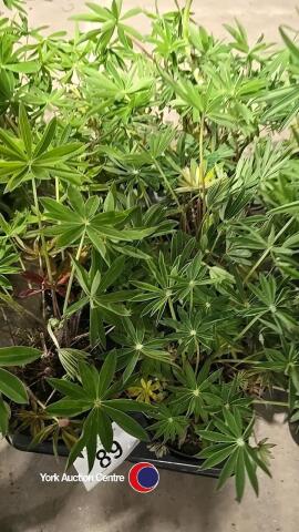 8 x Lupin mixed