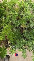 8 x Lupin mixed - 2