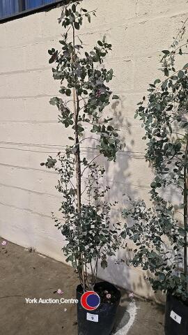 Eucalyptus Gunnii, container grown