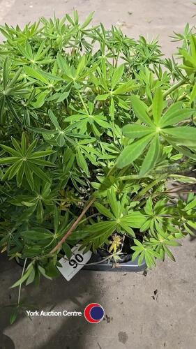 8 x Lupin mixed