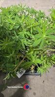 8 x Lupin mixed