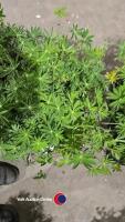 8 x Lupin mixed - 2
