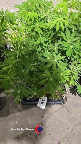 8 x Lupin mixed