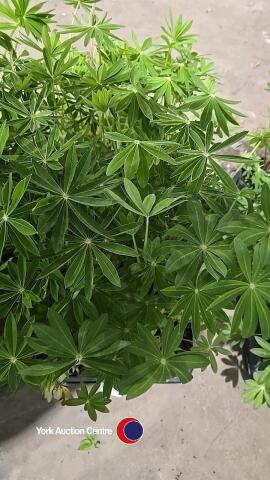 8 x Lupin mixed