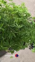 8 x Lupin mixed