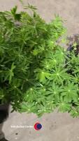8 x Lupin mixed - 2