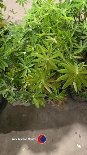 8 x Lupin mixed