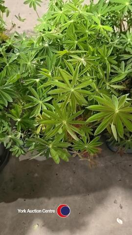 8 x Lupin mixed