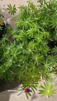 8 x Lupin mixed - 2