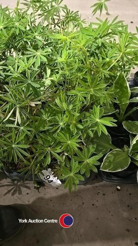 8 x Lupin mixed