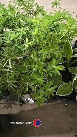 8 x Lupin mixed