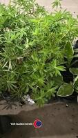 8 x Lupin mixed